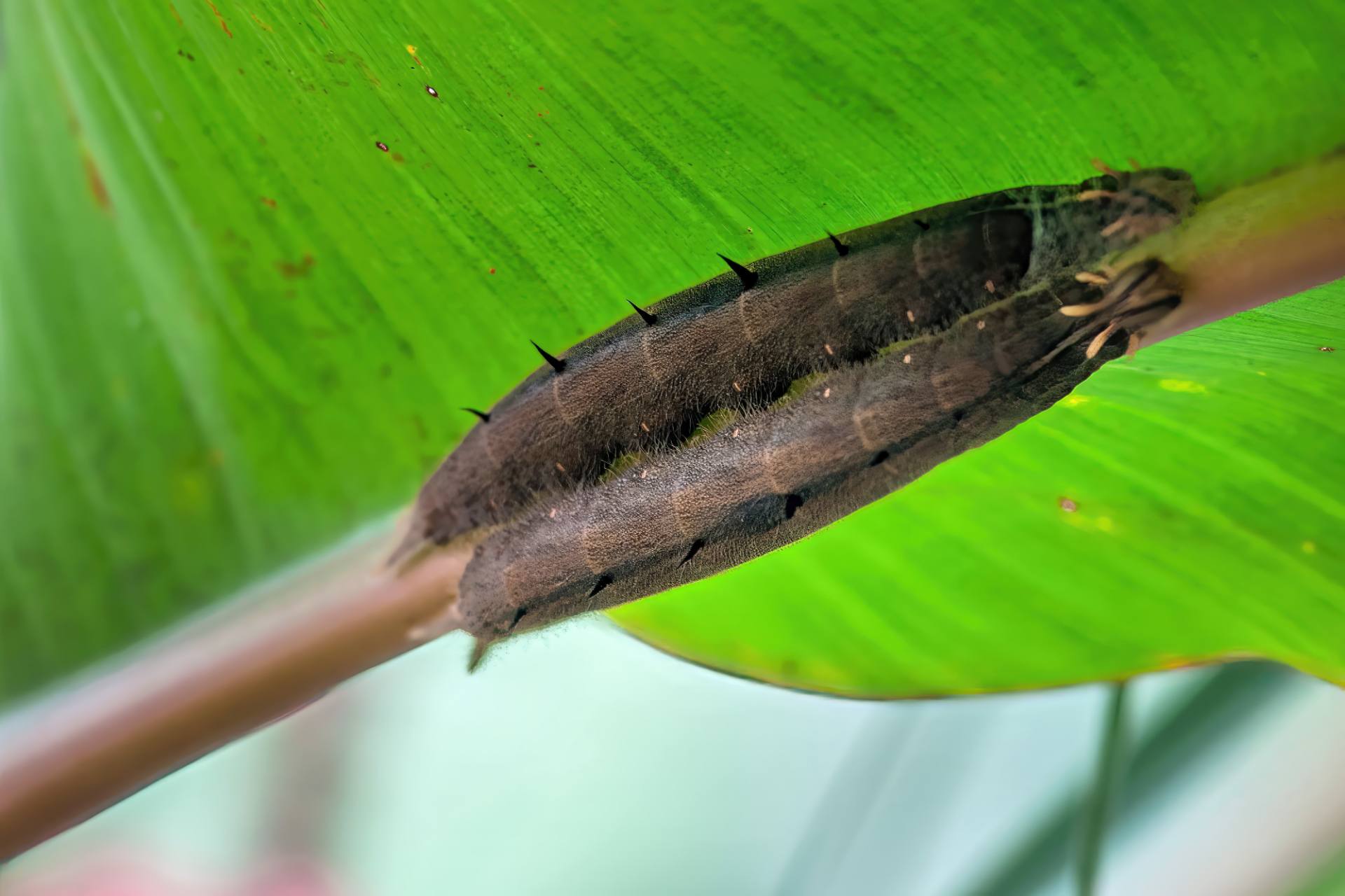 Raupe des Blauen Morphofalters (Morpho peleides[1]) oder Himmelsfalters